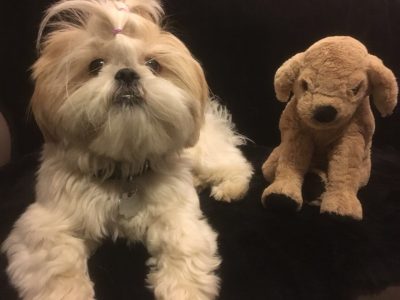 Lilli steht Model für das chinesische Tierkreiszeichen Hund